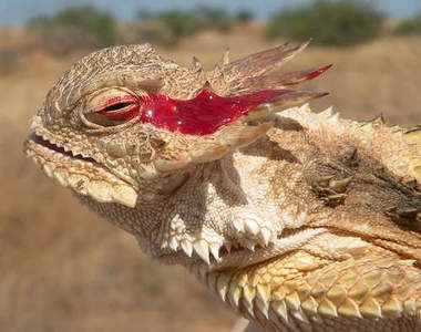 噴血蜥蜴　角蜥　必殺招〝空裂眼剌驚〞嚇退敵人