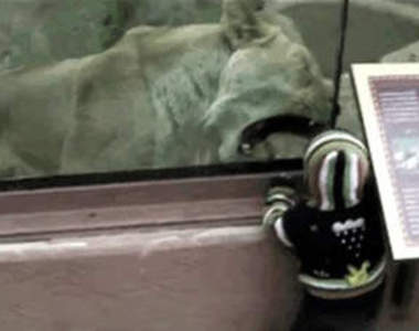 《動物園》突然暴怒的動物 唉唷嚇死我了