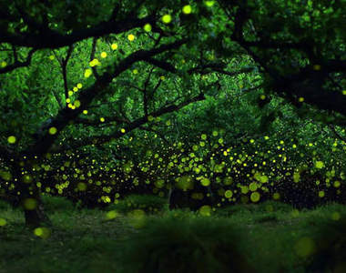 日本攝影師Yume Cyan鏡頭下的《螢火蟲之美》