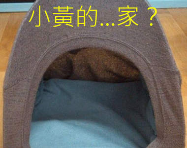 網友《自製狗窩》這到底是要給誰住的啦www?