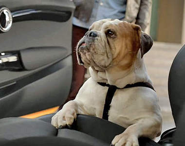 《當狗狗遇上Mini》超注目廣告終於完成囉