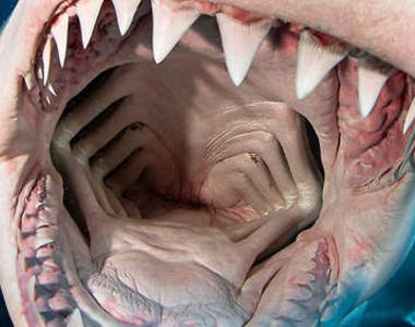 《近距離拍攝大白鯊》牠會吃人其實是因為...？