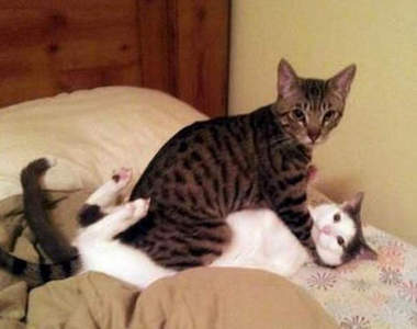 《超人氣爆笑貓影片》在 YouTube 上被看超過 3000 萬次的搞笑貓影片～