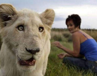 兇猛《獅子旅館》其實牠們就是牙齒很大根的大貓❤