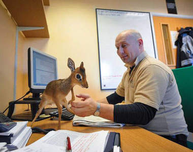超Q的犬羚寶寶　讓人不知所措的非洲萌物☆