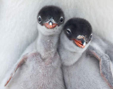 2013《國家地理旅行者攝影大賽》之精選野生動物篇