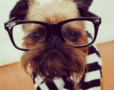 逗趣《眼鏡狗》~難道是近視太深嗎？www