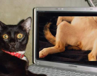 英國性啟蒙網站　官方也知道孩子的教育不能等