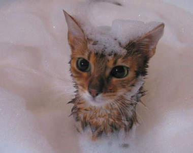 《貓咪風呂》洗香香完一起慵懶曬太陽ニャー♥