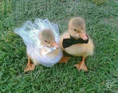 《動物們的婚紗照》毛茸茸的親密伴侶也婚頭♥