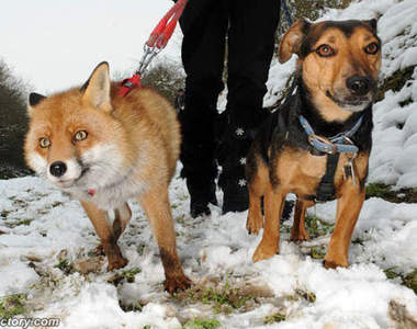 以為自己是狗狗的狐狸　跟狗朋友一起去散步汪嗚～