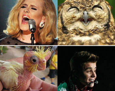 《流行歌星鳥化》如果他們是隻小小鳥~♫