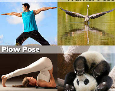 跟著動物一起做瑜珈 折來折去請小心腰~(笑)