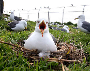 海貓島（蕪島）　到了黑尾鷗繁殖地要提防天上的海鷗炸彈喔