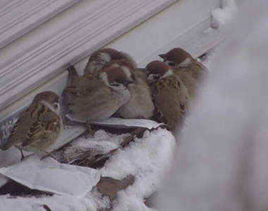 暖暖包上的小麻雀　沒辦法～誰教天氣真的太冷了嘛┐(´ー｀)┌