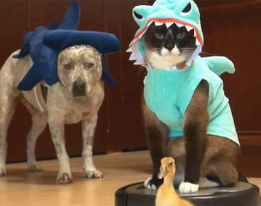 2013《Youtube動物影片 TOP 10》 動物也不是只有可愛而已