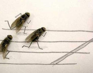 《蒼蠅的生活》牠們不是只會吃大便而已喔~