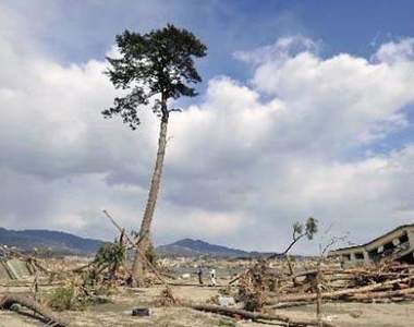 東日本震災《奇跡之松》帶著希望的重生