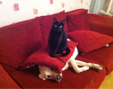 喵喵攻擊《貓狗大戰》狗狗超淡定...