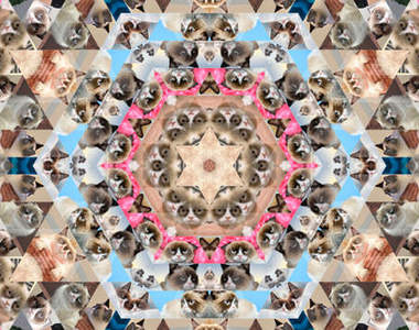 《貓的萬花筒》滿滿的都是小萌貓>////<