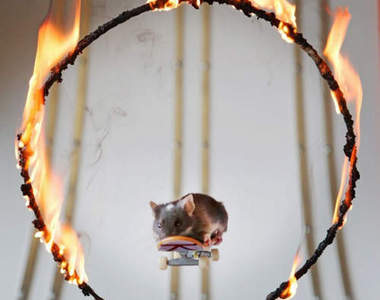 《極限老鼠》牠們也有耍帥的權力啦~~