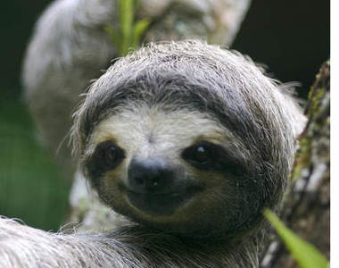 《樹懶的人生哲學》其實真的不用活得這麼辛...苦...（慢）