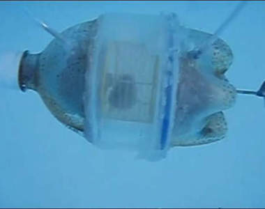 《哈姆太郎潛水艇》網友嚴重撻伐原因是？