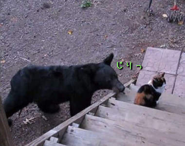 戰鬥貓 VS 黑熊  阿達達達達哇~達　