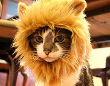 《貓的獅子帽》讓貓咪瞬間變獅子之重點其實是背影ෆ◕ㅂ◕ෆ