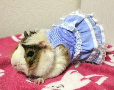 《寵物鼠特製衣》總算不只是貓狗的天下啦~