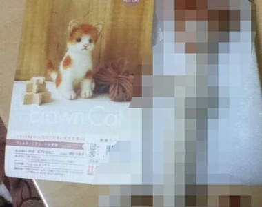朋友說絕對簡單的《貓咪羊毛氈》怎...怎麼會變成這樣!?Σ(Д゚;/)/
