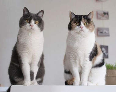 感情超好的萌貓兄妹　guremike的同步貓小日常留影