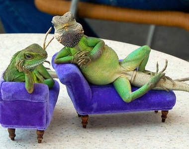 《人模人樣的蜥蜴》擺起姿勢拍照100分