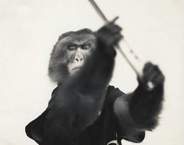 日本《猴子軍團》訓練側拍~認真的猴子最可愛❤