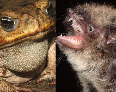 海蟾蜍vs蝙蝠 兩双大口的競爭到底誰能吃誰呢?