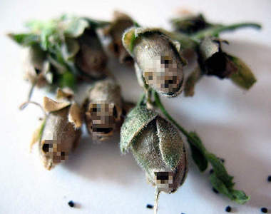 詭異《金魚草植物》骷髏頭模樣太嚇人(怕)