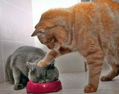 《18隻動物界的討厭鬼》~叫你不要,你越要~~