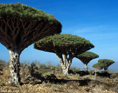 外星島國Socotra索科特拉  擁有2千萬年樹齡起源的神秘失落國度