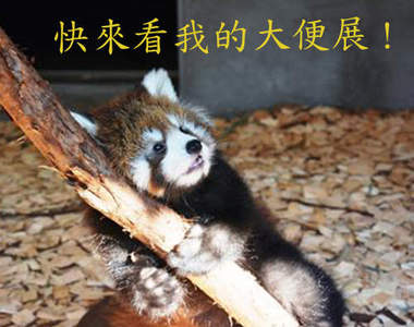 不臭的《大便展》歡迎親手體驗便便喔