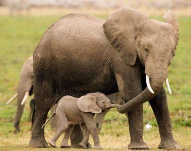 《動物界母親節》溫馨到我要流淚了T^T