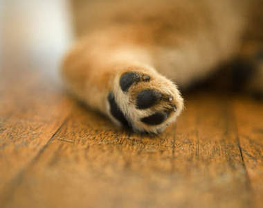 幫狗狗跟貓貓穿上鞋子會變成甚麼樣子呢？