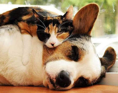 《貓狗同床》之我睡我睡我睡睡睡Zzzz