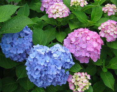 東京輕旅行《紫陽花開》微雨賞花去