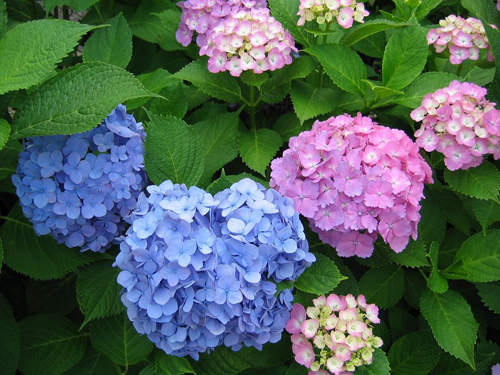 東京輕旅行 紫陽花開 微雨賞花去