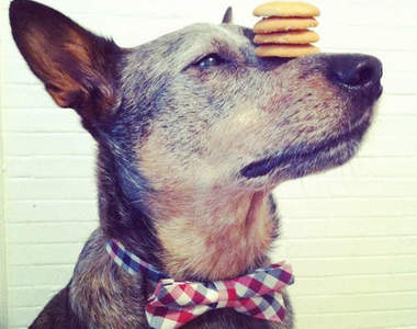 頂功了得狗《Jack》寵物當家何時會拜訪他?