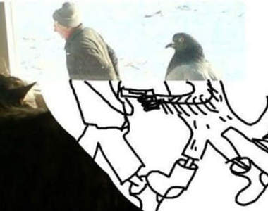 腦補《鴿子與老人》其實鴿子是很凶狠的？（笑）