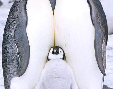 《南極美景》企鵝看到相機也想自己拍一張