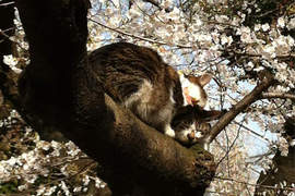 上野公園的《賞櫻貓》其實根本是虐待動物? 上野公園的《賞櫻貓》其實根本是虐待動物?