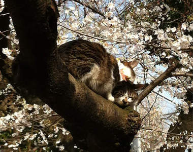 上野公園的《賞櫻貓》其實根本是虐待動物?