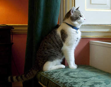 《貓咪一直盯著窗外的原因》成天養在房子裡也不見得很可憐(´,,•ω•,,)